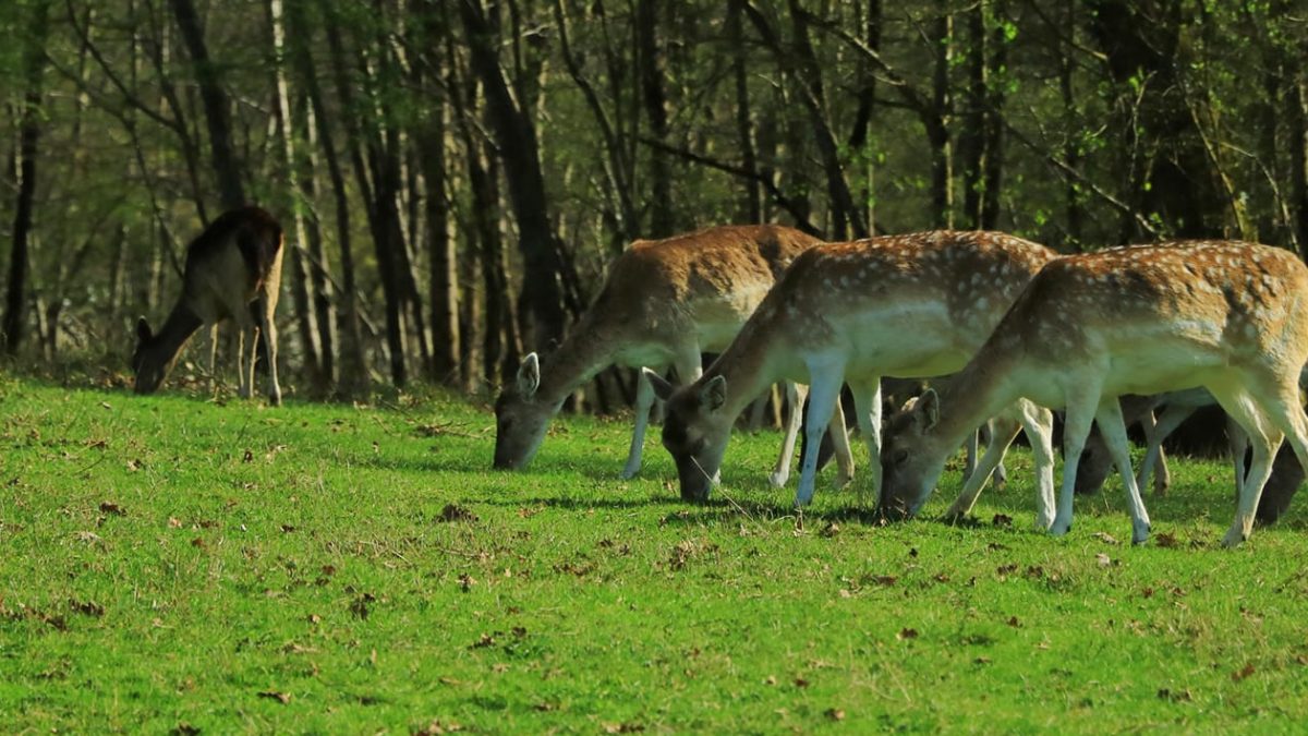 Daims parc ludogaia 2024 04