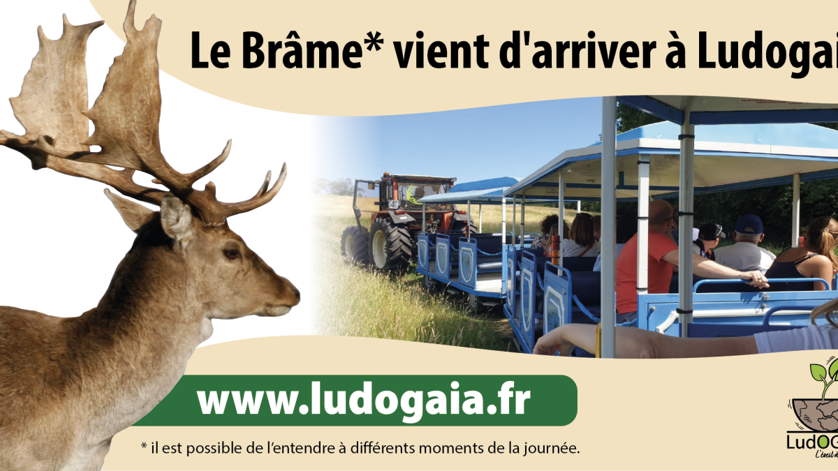 Saison du brame au parc ludogaïa