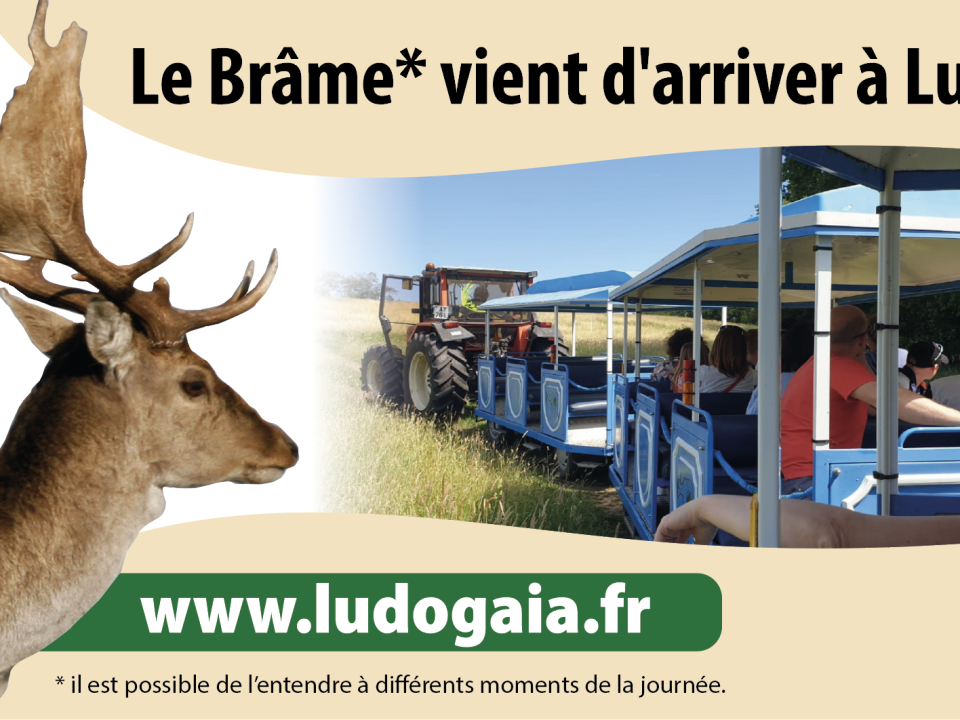 Saison du brame au parc ludogaïa