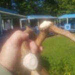 Les bois de daims
