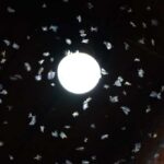 Insectes_et_Lumieres