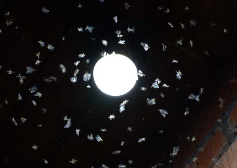 Insectes_et_Lumieres