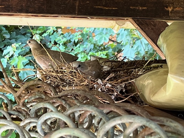 Naissance tourtereaux 2 dans le nid